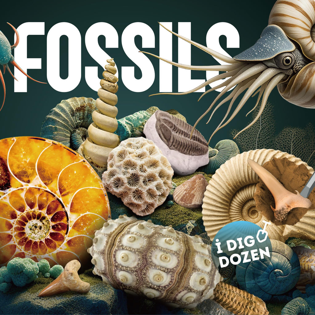 Gamerside Fossil Dig Kit - Educational STEM Science Toys for Kids Ages 6+ - Dig Up 12 Fossils Real & Dinosaur Bones Rocks - Digging Activities Kits - Paleontology, Discovery Gifts for Boys & Girls