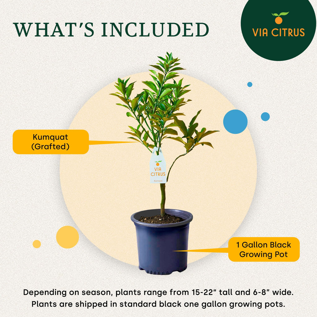 Calamondin Tree Live Plants 13" - 22" Tall Indoor Outdoor Fruit Tree Plant Growing, Live Citrus Plant Mothers Day Gift for Mom Home Garden Patio and Decor Use, Cannot Ship CA AL AZ TX LA by Via Citrus