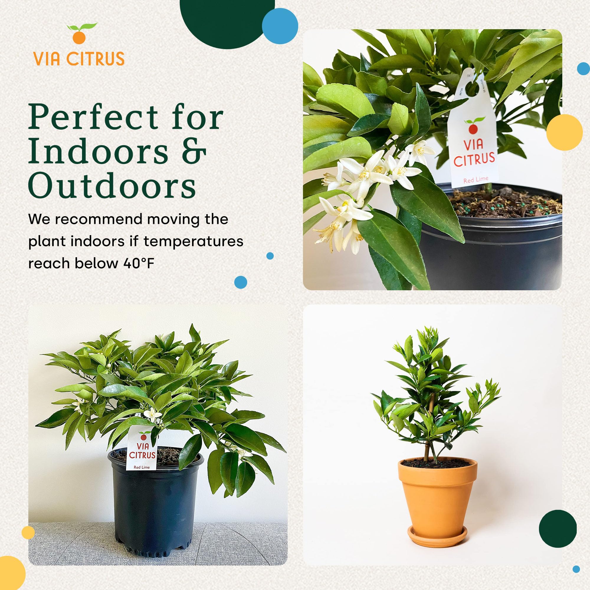 Calamondin Tree Live Plants 13" - 22" Tall Indoor Outdoor Fruit Tree Plant Growing, Live Citrus Plant Mothers Day Gift for Mom Home Garden Patio and Decor Use, Cannot Ship CA AL AZ TX LA by Via Citrus