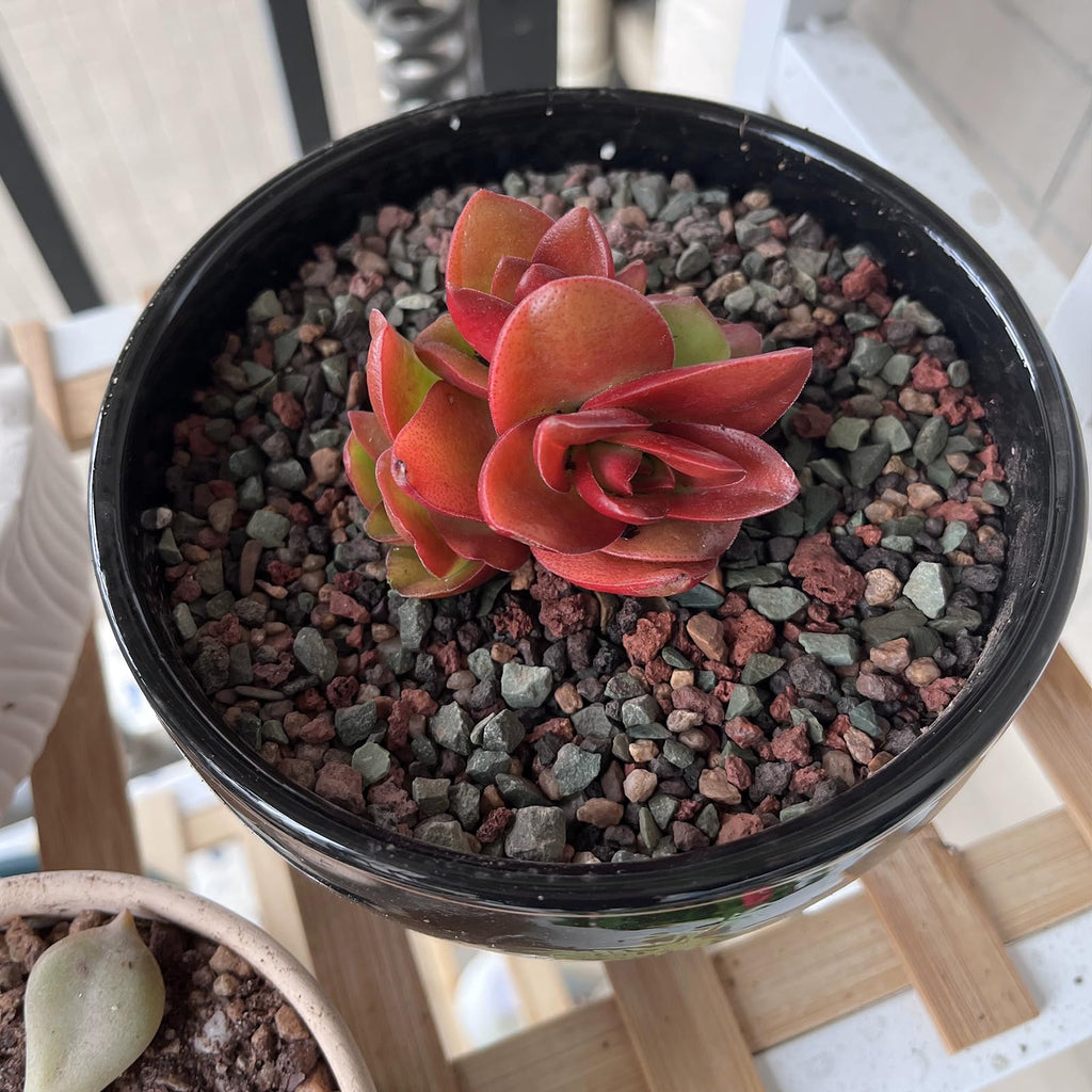 FANTIAN 2 lbs Red Lava Rocks for Plants,1/4 Inch Crush Volcanic Rock Gravel Potting Mix for Succulent Cactus Bonsai Aquarium Fire Pits and Garden Landscaping