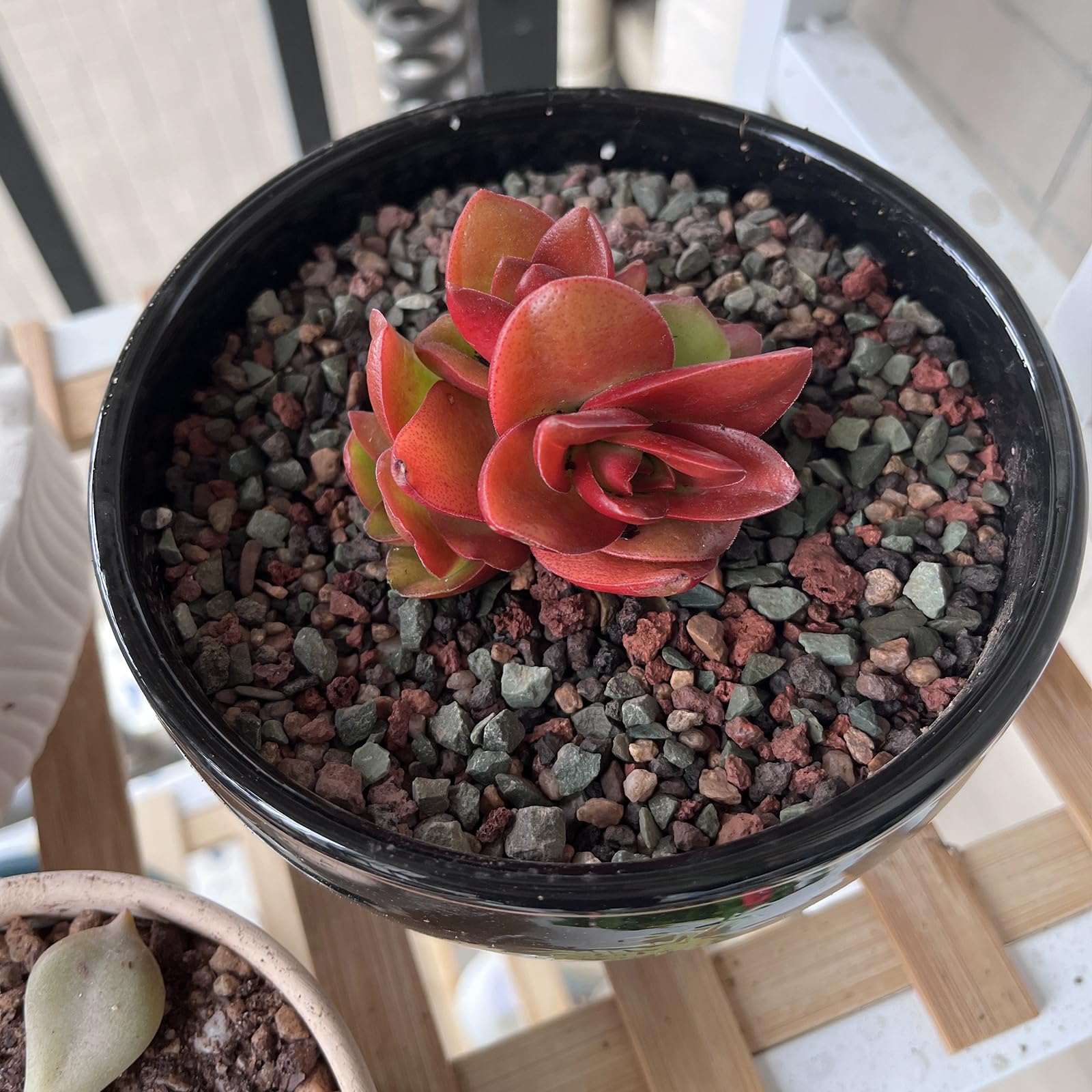 FANTIAN 2 lbs Red Lava Rocks for Plants,1/4 Inch Crush Volcanic Rock Gravel Potting Mix for Succulent Cactus Bonsai Aquarium Fire Pits and Garden Landscaping