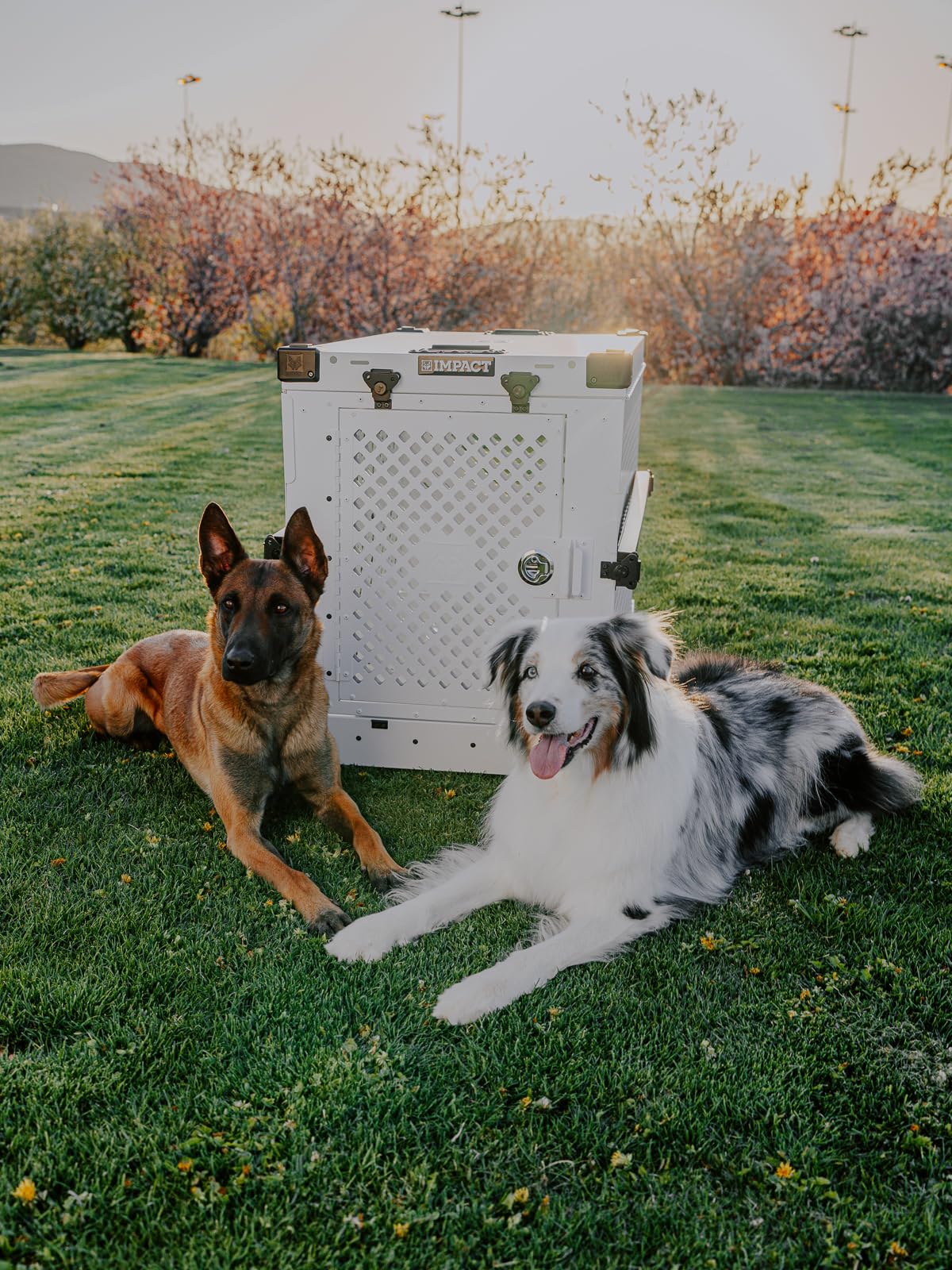 Impact Collapsible Dog Crate - Foldable Hard Crate for Medium Dogs - Heavy Duty Travel Kennel with Powder-Coated Aluminum - Quick Setup for Indoor & Outdoor (White, 30" (30.5" L x 20.5" W x 26" H))