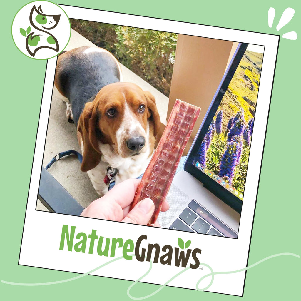 Nature Gnaws Beef Gullet Chews for Small Dogs 4-5" (20 Count) - Natural Beef Jerky Stick Dog Chew Treats - Rawhide Free
