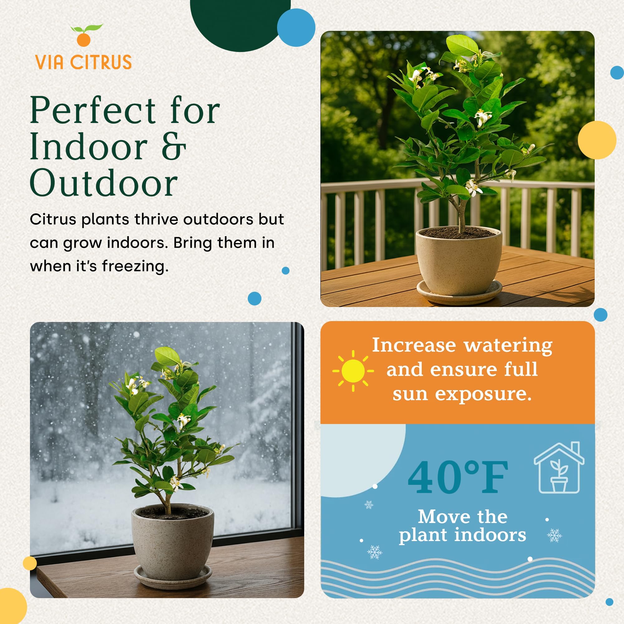 Calamondin Tree Live Plants 13" - 22" Tall Indoor Outdoor Fruit Tree Plant Growing, Live Citrus Plant Mothers Day Gift for Mom Home Garden Patio and Decor Use, Cannot Ship CA AL AZ TX LA by Via Citrus