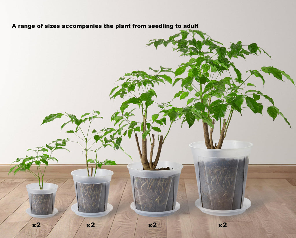 24 pcs 6/5 inch Clear Nursery pots for Plants Saucers,5/6 inch Clear Heavy pots with Side Vents for Reporting Orchids,Aroid,Monstera, Indoor & Outdoor use