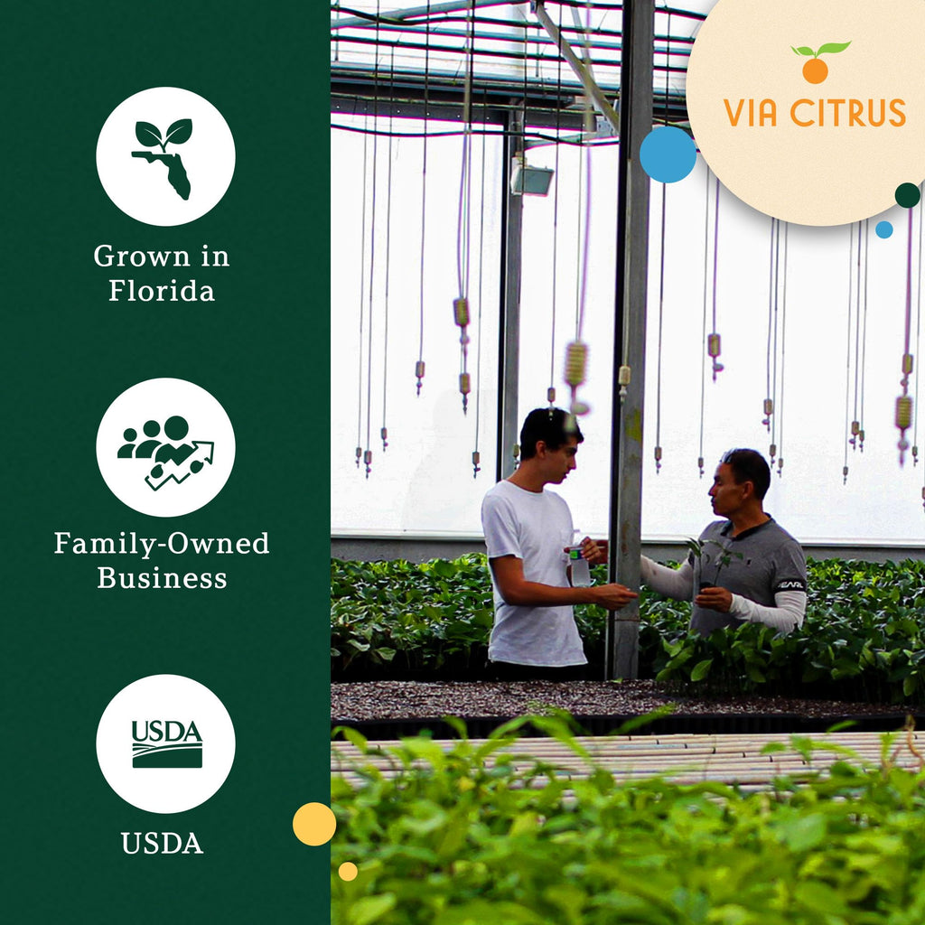 Calamondin Tree Live Plants 13" - 22" Tall Indoor Outdoor Fruit Tree Plant Growing, Live Citrus Plant Mothers Day Gift for Mom Home Garden Patio and Decor Use, Cannot Ship CA AL AZ TX LA by Via Citrus