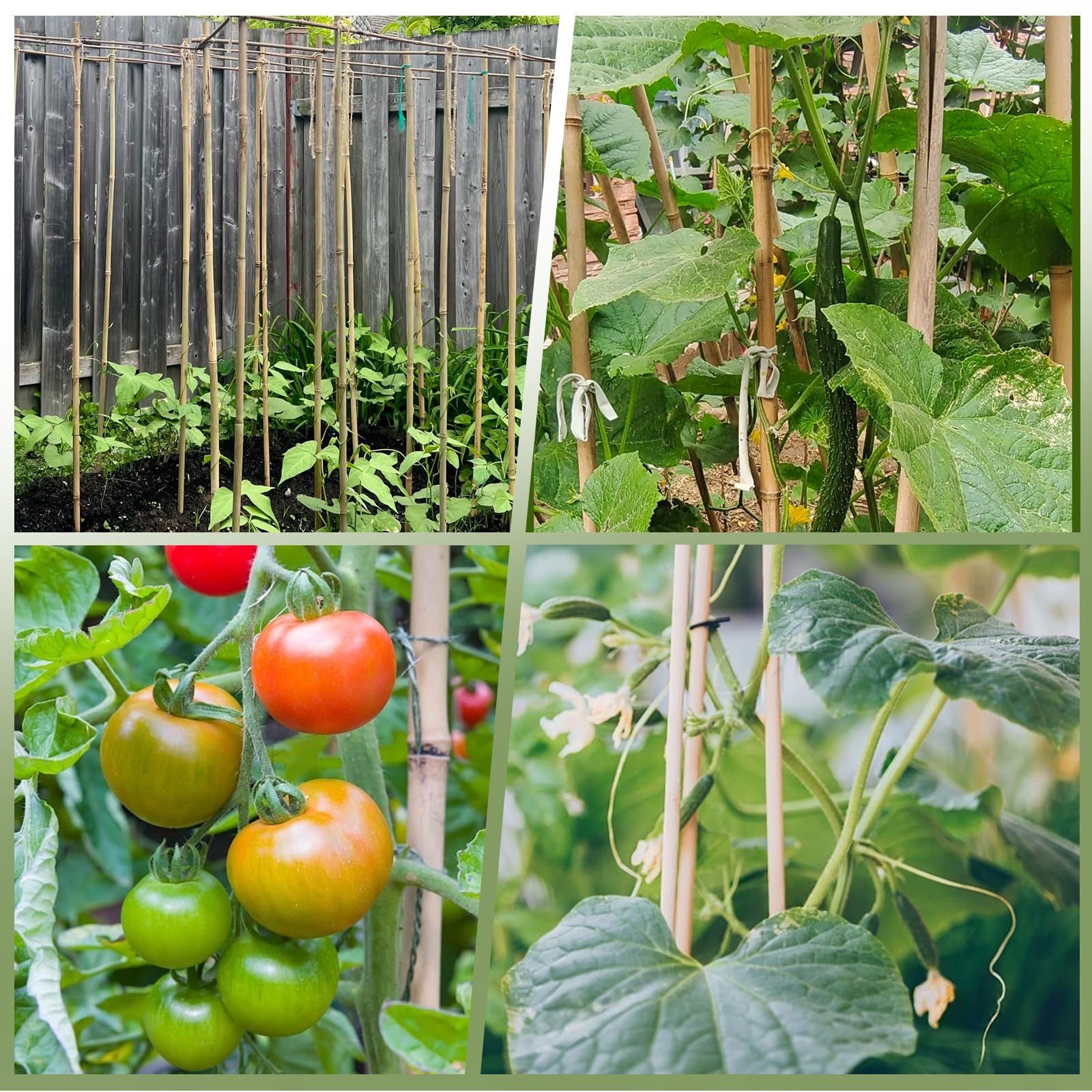 Plant Bamboo Post,3Feet,Bamboo Garden Stakes,50PcsBamboo Stakes,for Tomato,Beans,Vegetable and Flowers, Potted Plants,Indoor and Outdoor Climbing Plants