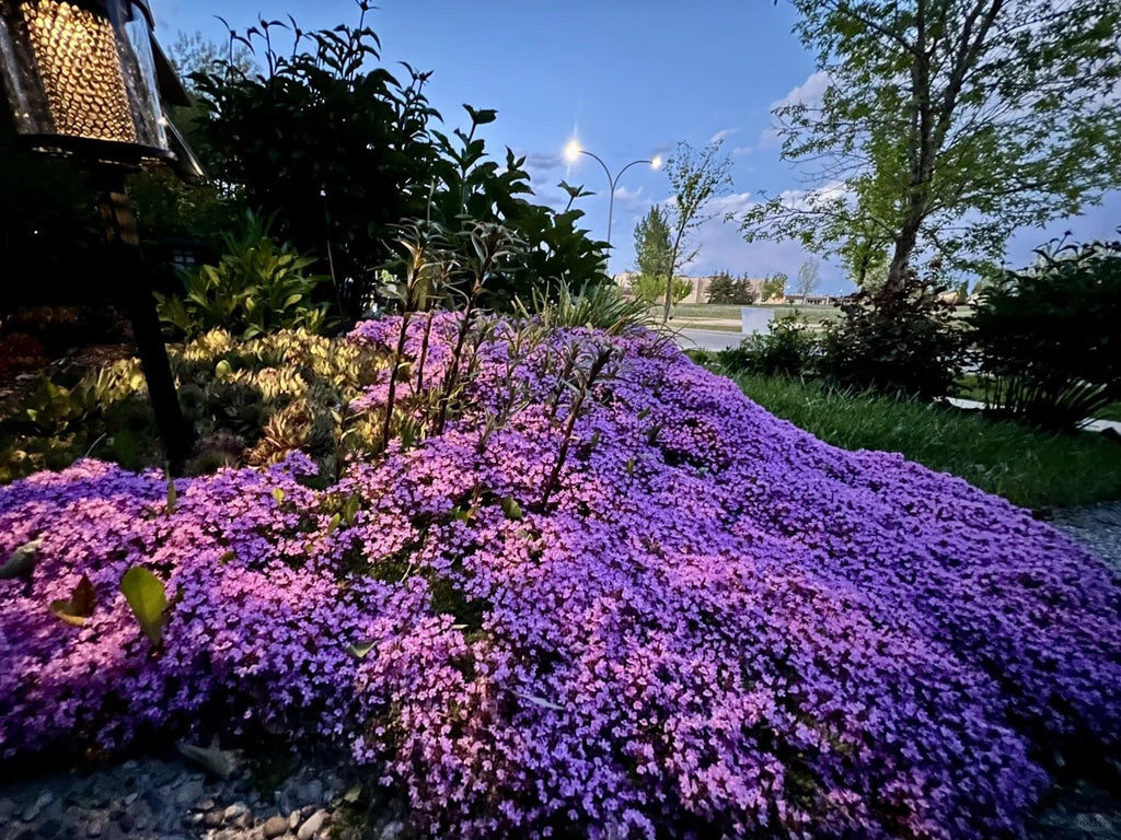 20,000+ Creeping Thyme Seeds Ground Cover, Flower Seeds for Planting, Thymus Serpyllum Perennial for Rock Garden, Garden Path, Border and Sunny Areas (Hot Pink)