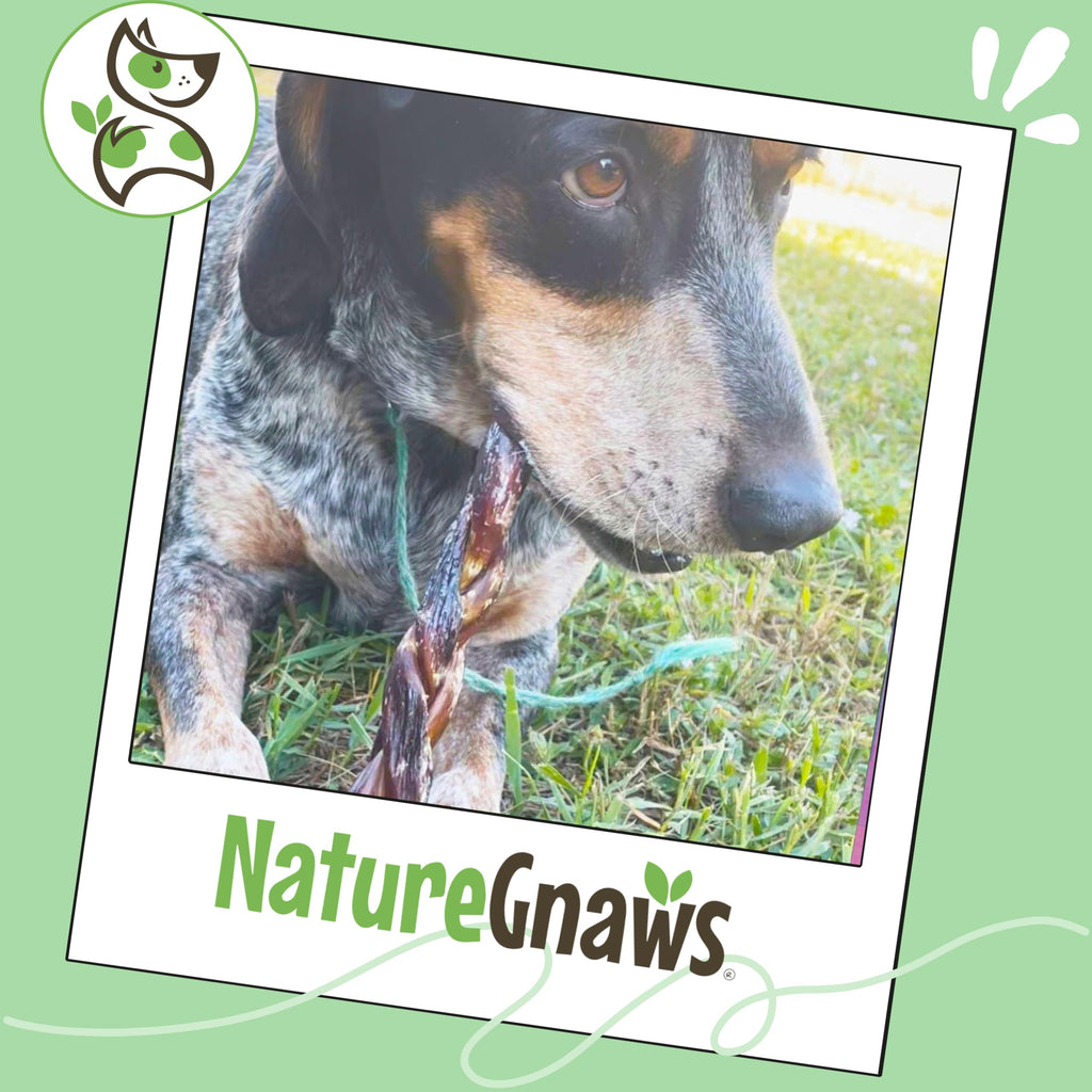 Nature Gnaws Beef Gullet Chews for Small Dogs 4-5" (20 Count) - Natural Beef Jerky Stick Dog Chew Treats - Rawhide Free