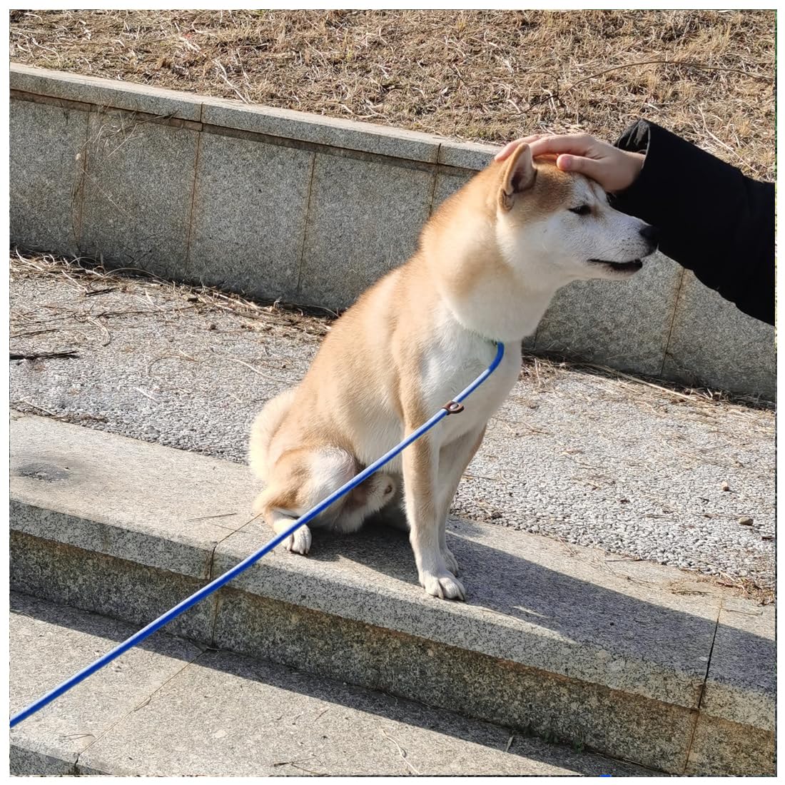 MayPaw Slip Lead Control Leash for Dogs No Pull, 13+ Colors Classic Dog Lead 7 FT Pet Slip Leash, 1/4” Rope Leashes for Small Medium Animals (7ft*1/4", Black)