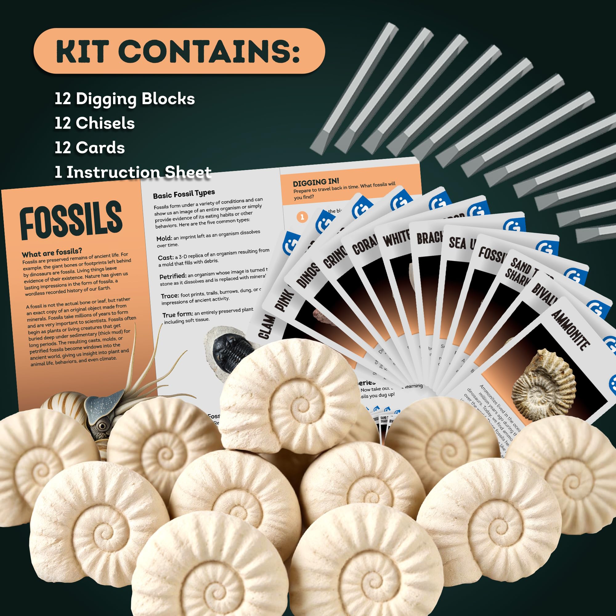 Gamerside Fossil Dig Kit - Educational STEM Science Toys for Kids Ages 6+ - Dig Up 12 Fossils Real & Dinosaur Bones Rocks - Digging Activities Kits - Paleontology, Discovery Gifts for Boys & Girls