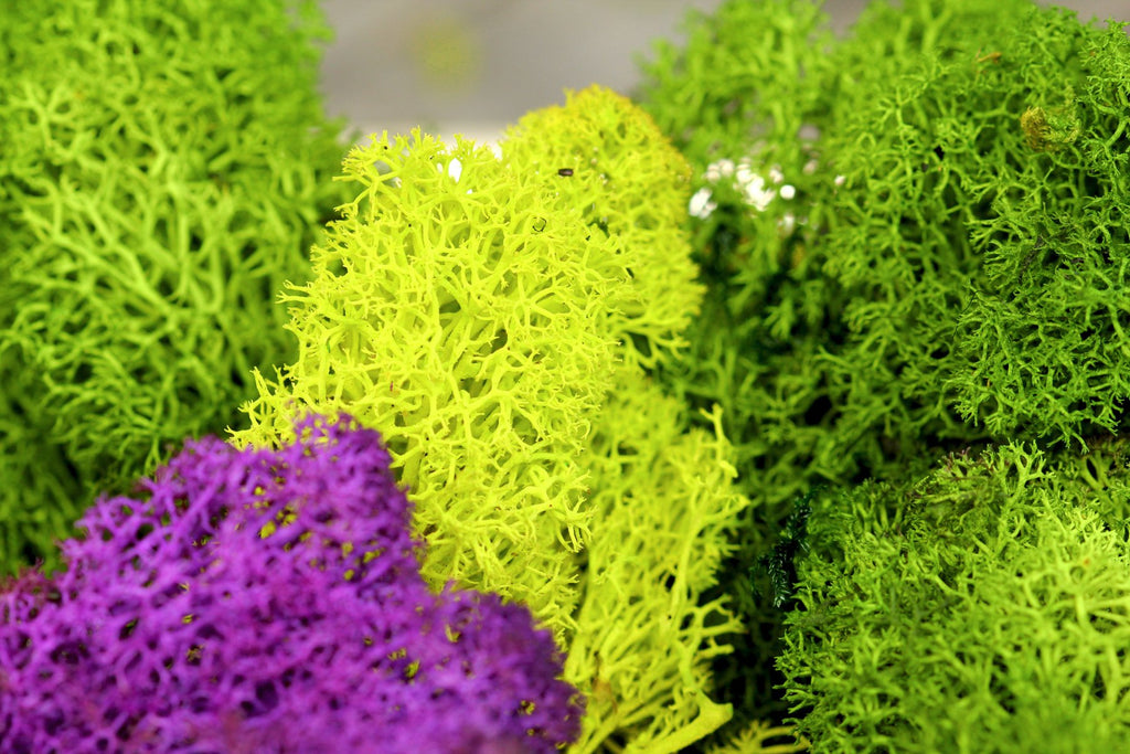 SuperMoss 21786 Reindeer Moss Preserved Black, Appx. 3 lb Bulk Case