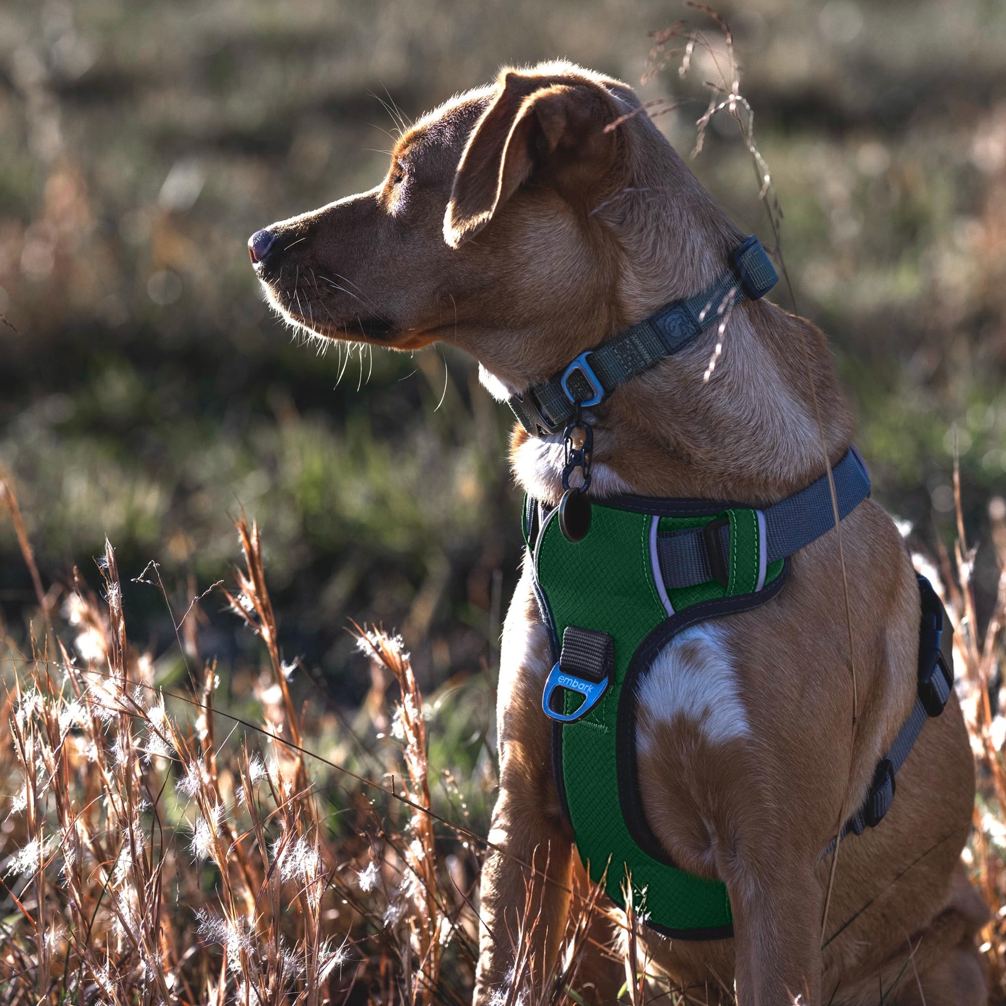 Embark Adventure Dog Harness for Small, Medium & Large Dogs – No Pull, Reflective Trim, Heavy Duty Oxford, 2 Leash Clips, Gel-Lined Handle, Soft Padded