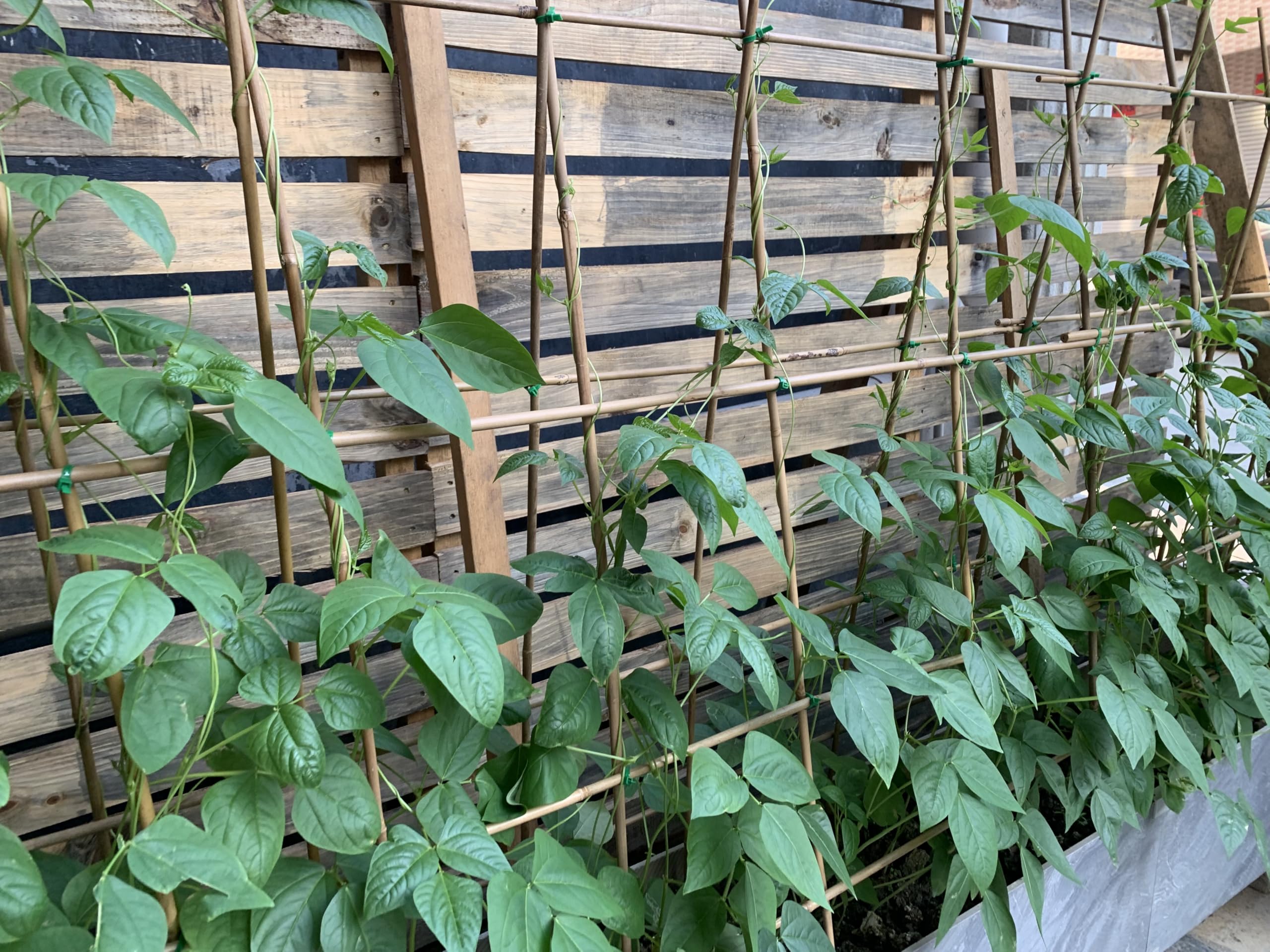 Plant Bamboo Post,3Feet,Bamboo Garden Stakes,50PcsBamboo Stakes,for Tomato,Beans,Vegetable and Flowers, Potted Plants,Indoor and Outdoor Climbing Plants