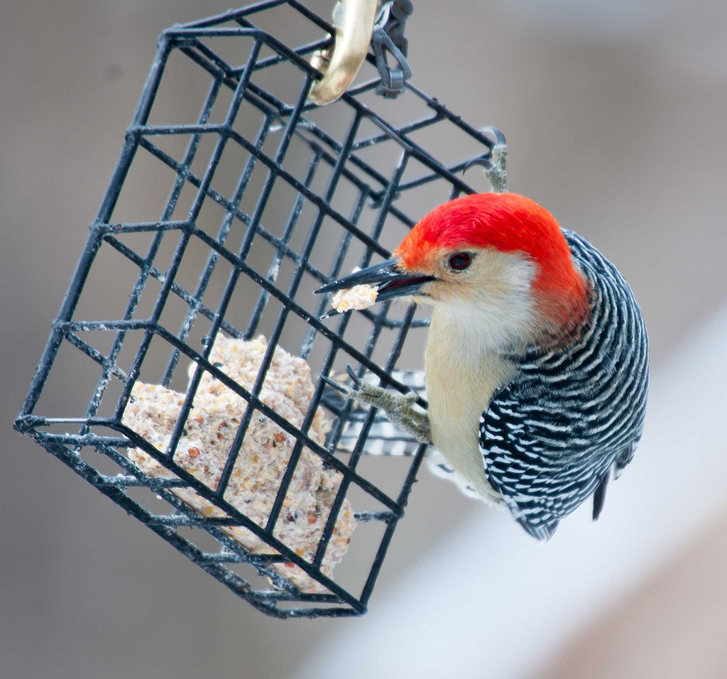 ST. ALBANS BAY SUET PLUS Suet Cake Variety Packs | 11 oz. Wild Bird Suet Cakes | (Apple, 10 Pack)