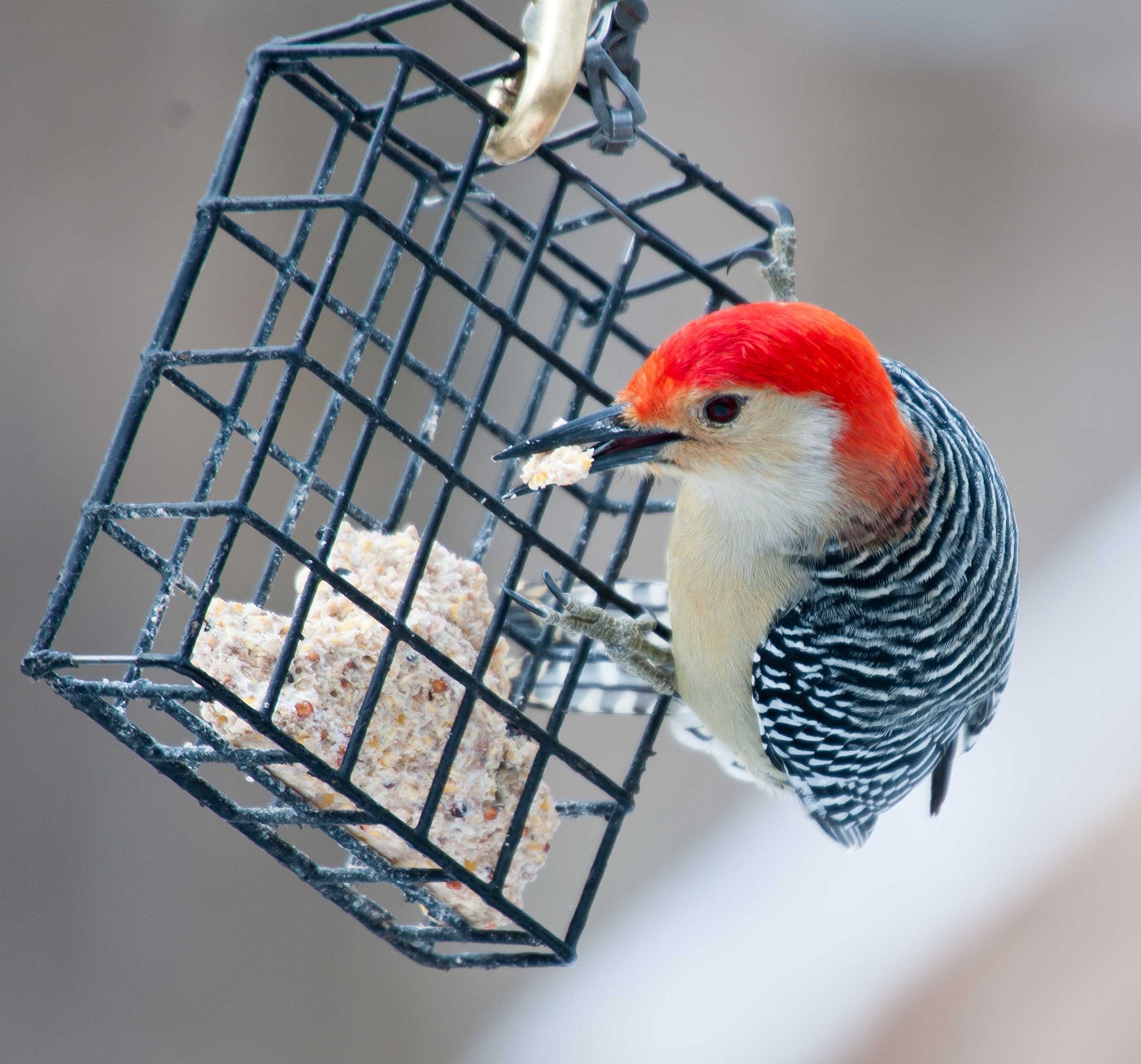 ST. ALBANS BAY SUET PLUS Suet Cake Variety Packs | 11 oz. Wild Bird Suet Cakes | (Apple, 10 Pack)
