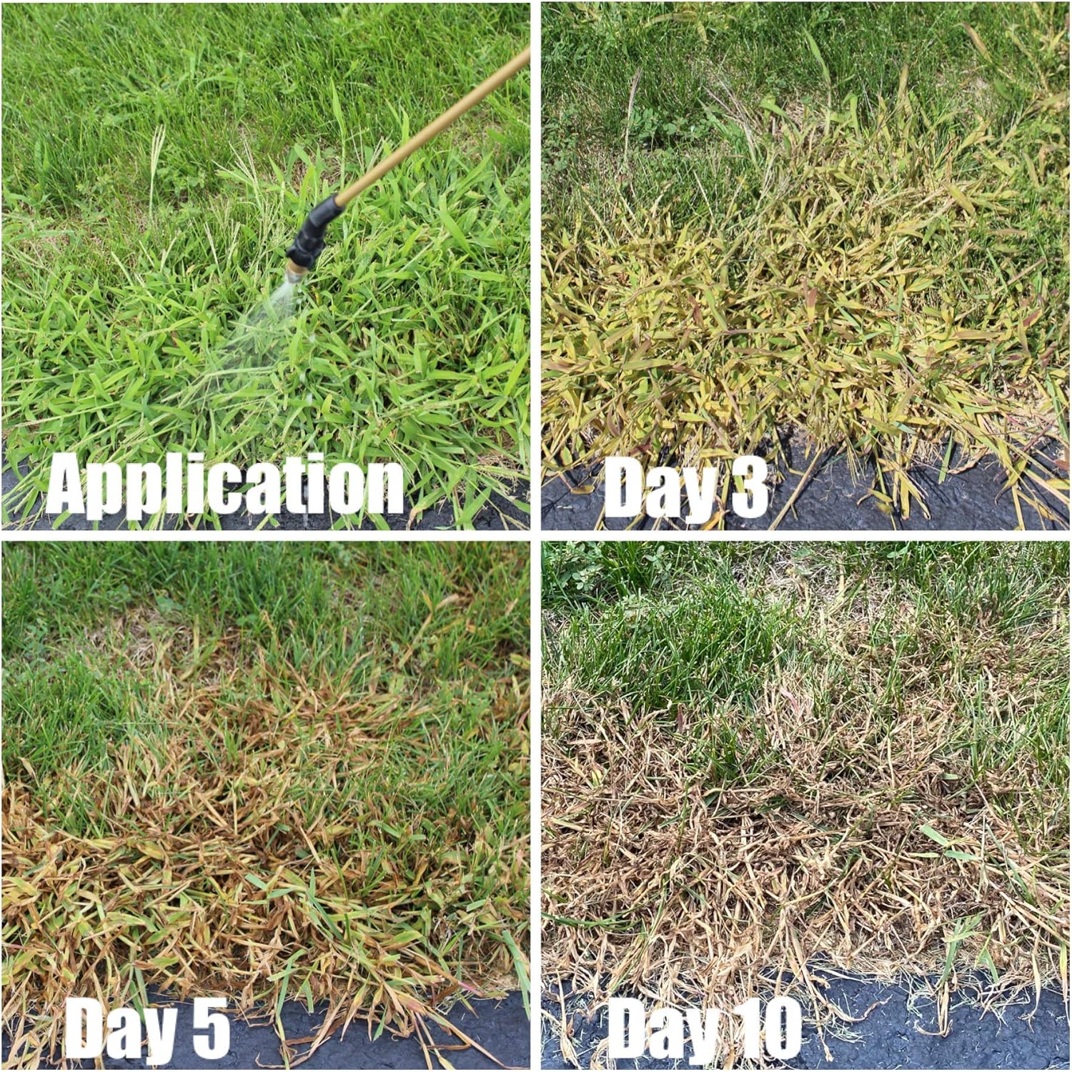 Quinclorac 1.5 L -(1/2 gal.) Compare to Drive XLR8- Kills Crabgrass