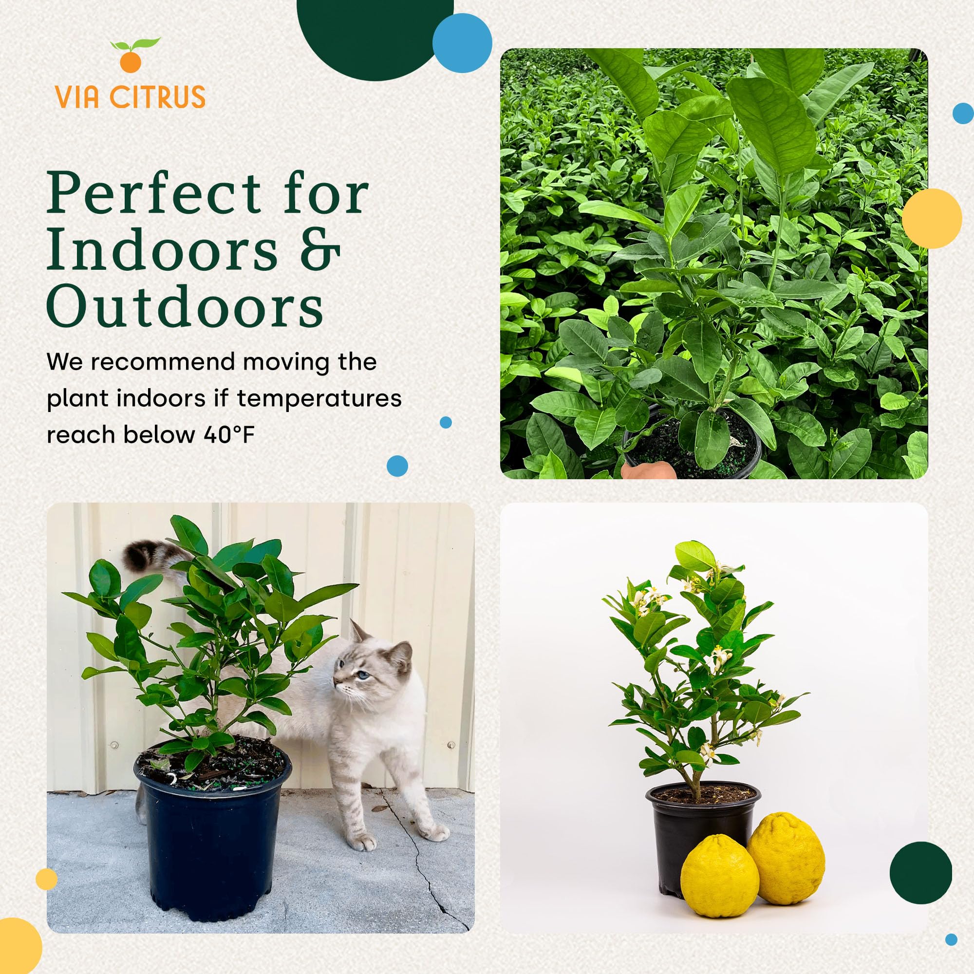 Calamondin Tree Live Plants 13" - 22" Tall Indoor Outdoor Fruit Tree Plant Growing, Live Citrus Plant Mothers Day Gift for Mom Home Garden Patio and Decor Use, Cannot Ship CA AL AZ TX LA by Via Citrus