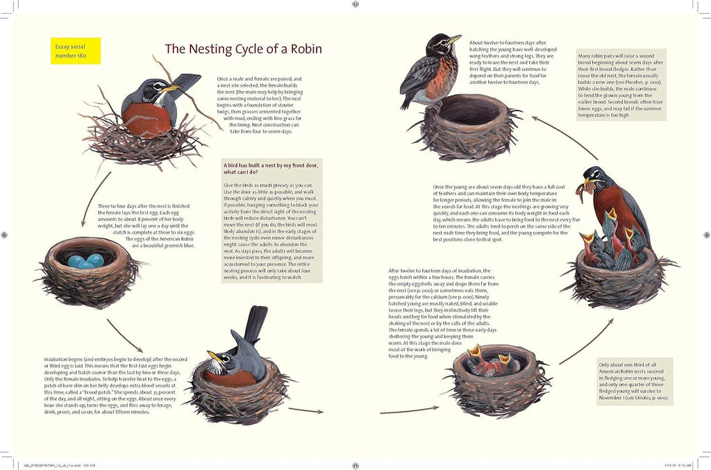 What It's Like to Be a Bird: From Flying to Nesting, Eating to Singing--What Birds Are Doing, and Why (Sibley Guides)