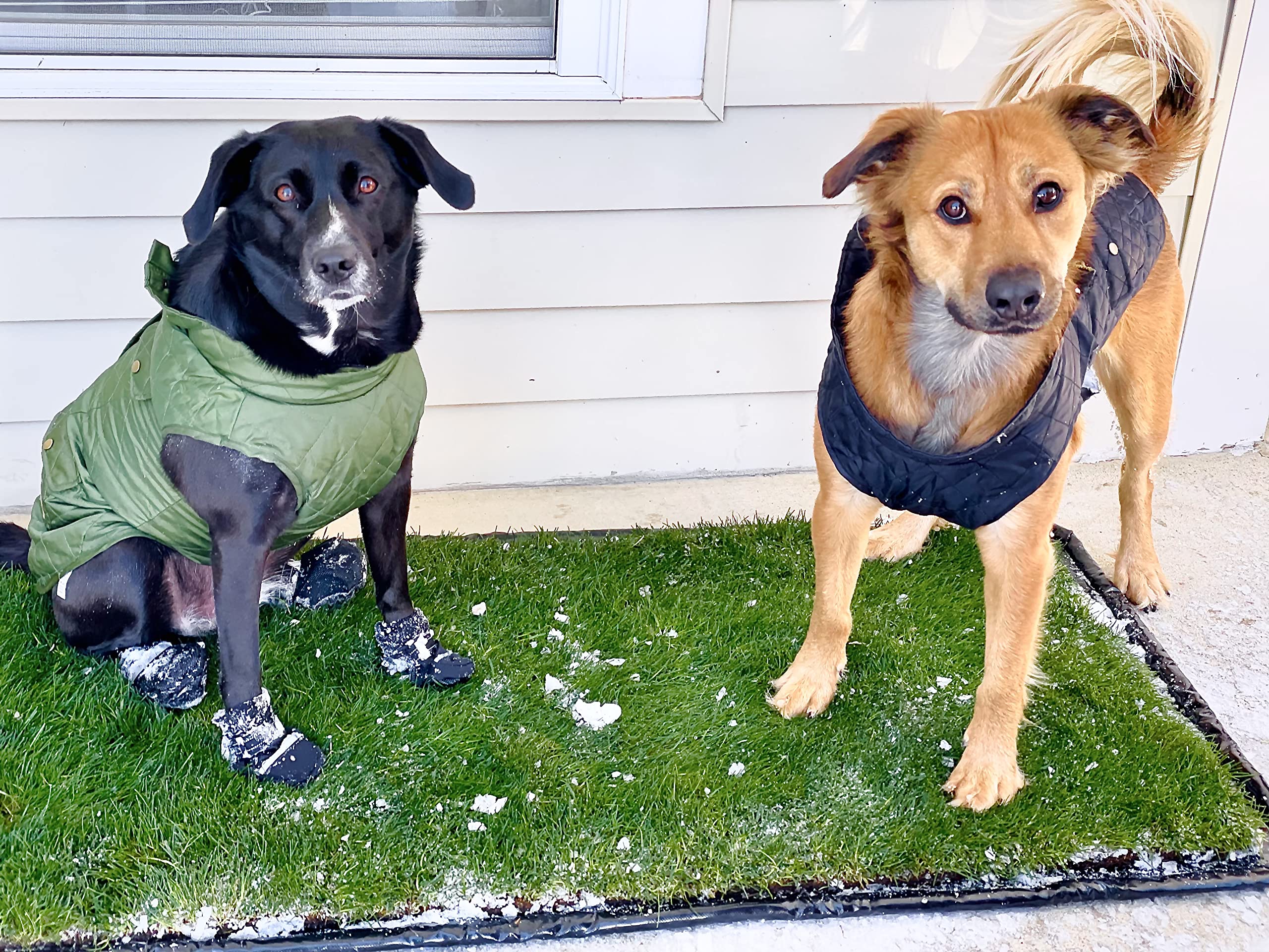 DoggieLawn XL - Real Grass Disposable Potty Training Puppy Pee Pads, Dog Grass Pee Pad, Potty Training Pee Pad, Puppy and Dogs Grass Pee Pads, Puppy Grass Pads, 48 x 24 Inches with Reusable FlexTray