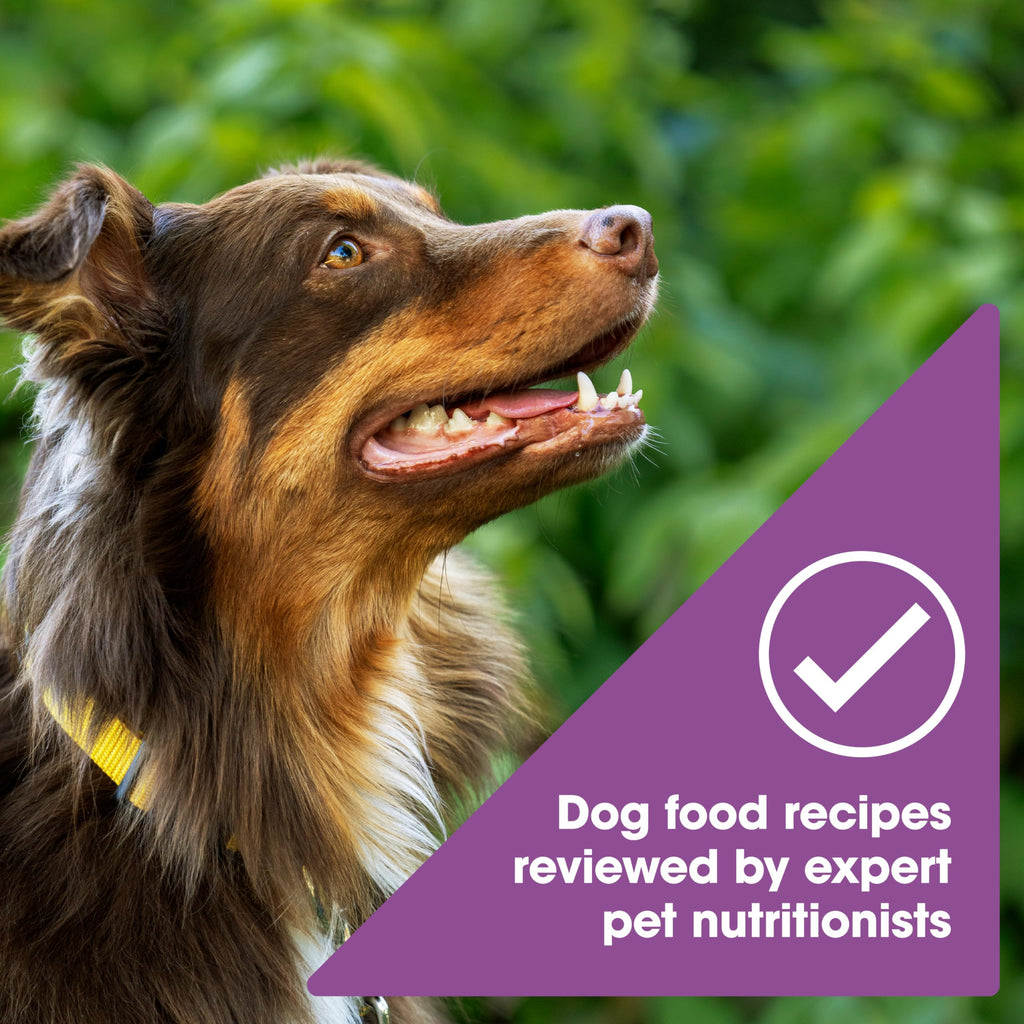 Nature's Recipe Grain Free Dry Dog Food, Lamb, Sweet Potato & Pumpkin Recipe, 4 lb. Bag