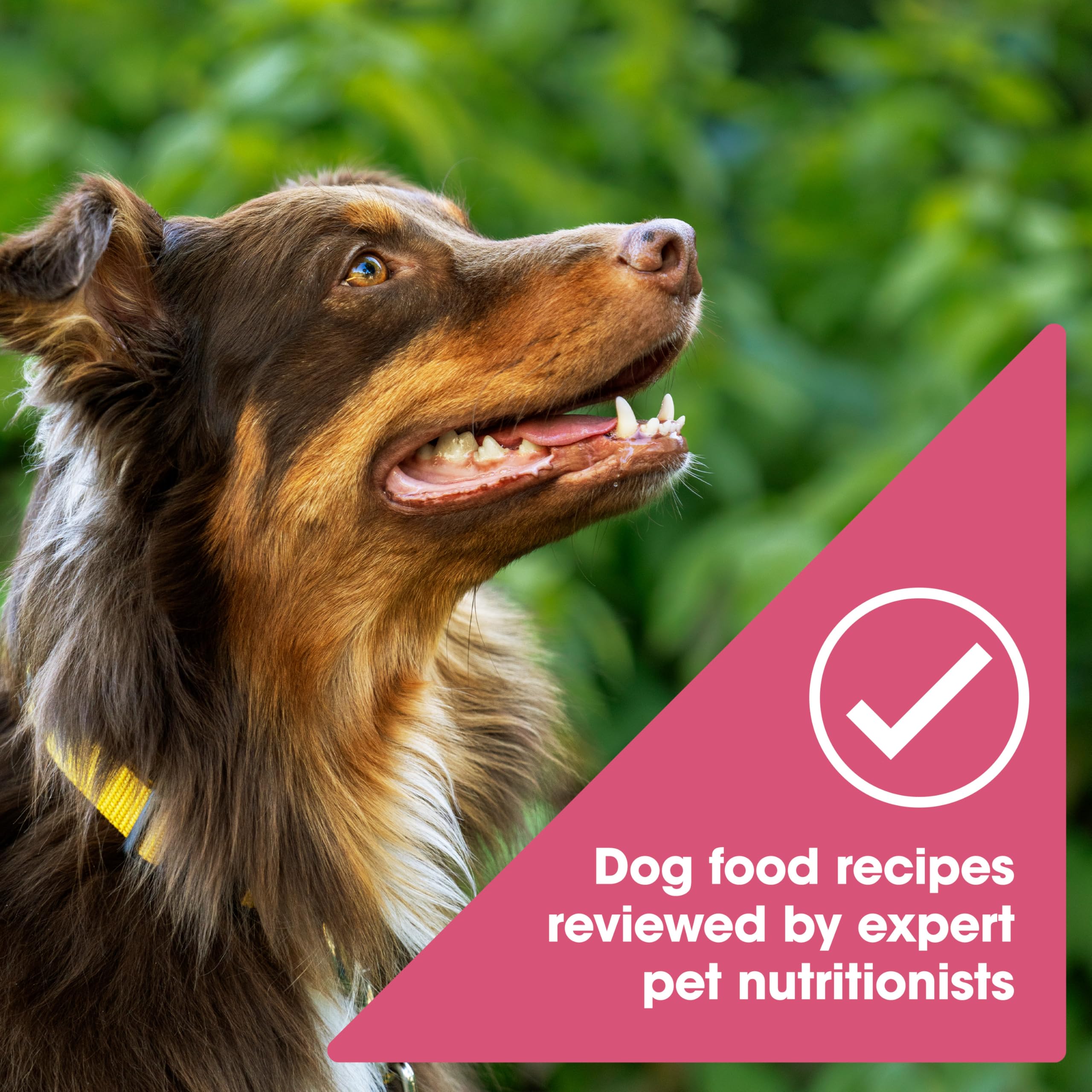 Nature's Recipe Grain Free Dry Dog Food, Salmon, Sweet Potato & Pumpkin Recipe, 4 lb. Bag