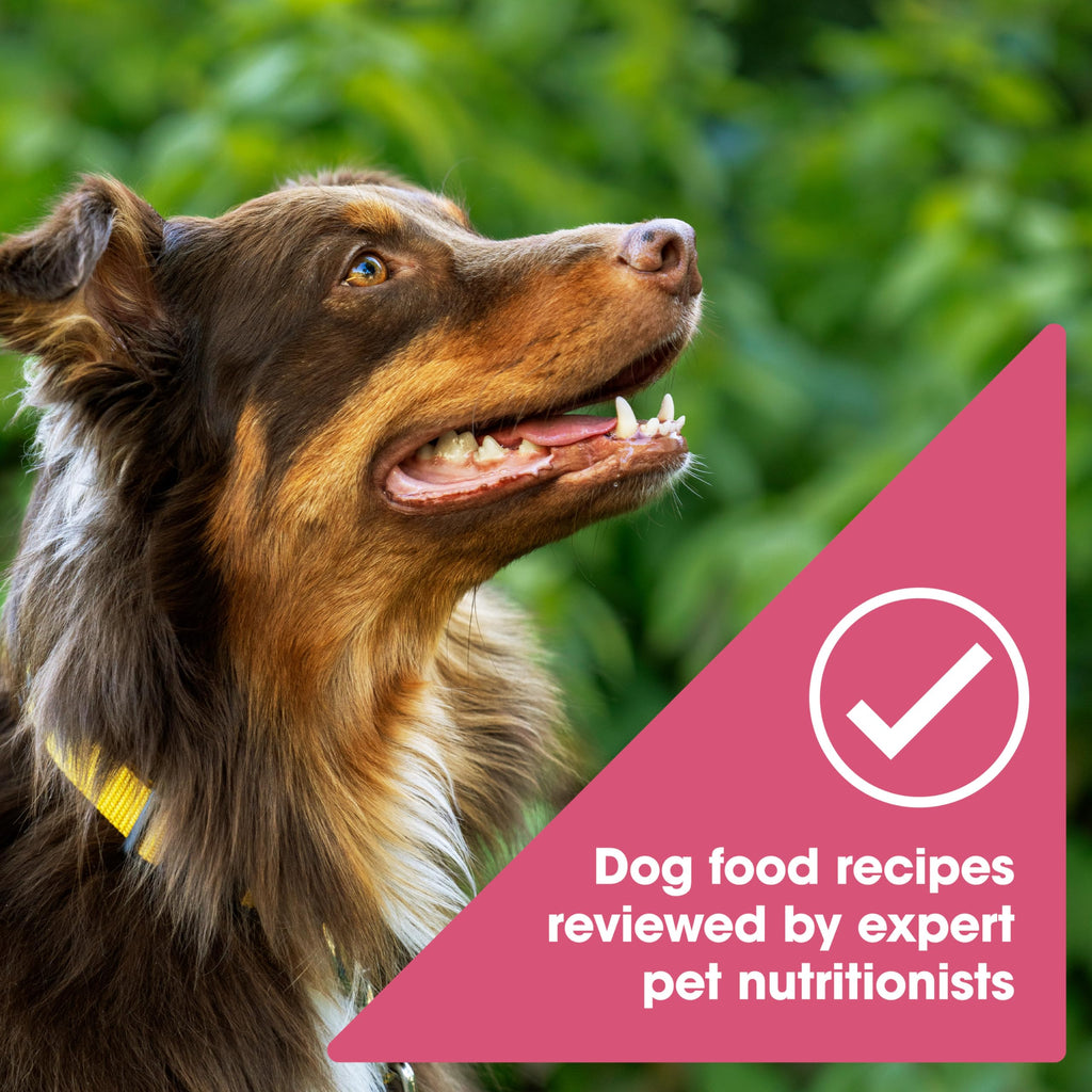 Nature's Recipe Grain Free Dry Dog Food, Salmon, Sweet Potato & Pumpkin Recipe, 4 lb. Bag