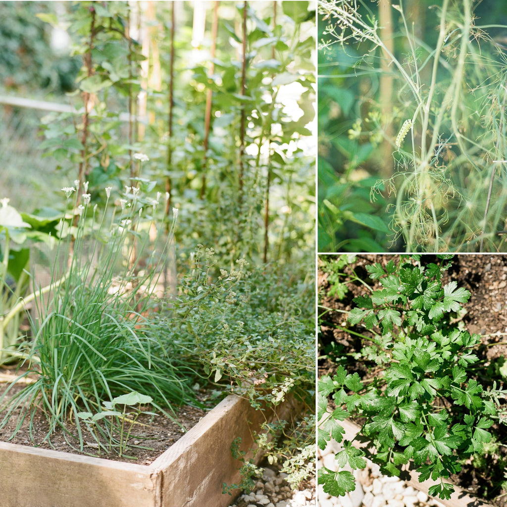 Sereniseed Certified Organic Herb Seeds (10-Pack) – Non GMO, Heirloom – Seed Starting Video - Basil, Cilantro, Oregano, Thyme, Parsley, Lavender, Chives, Sage, Dill Seeds for Indoor & Outdoor Planting
