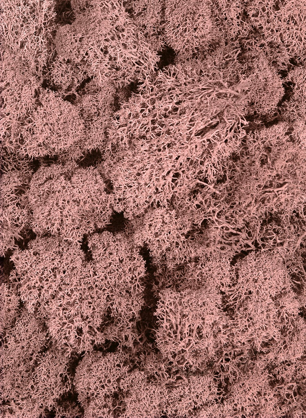 SuperMoss 21786 Reindeer Moss Preserved Black, Appx. 3 lb Bulk Case