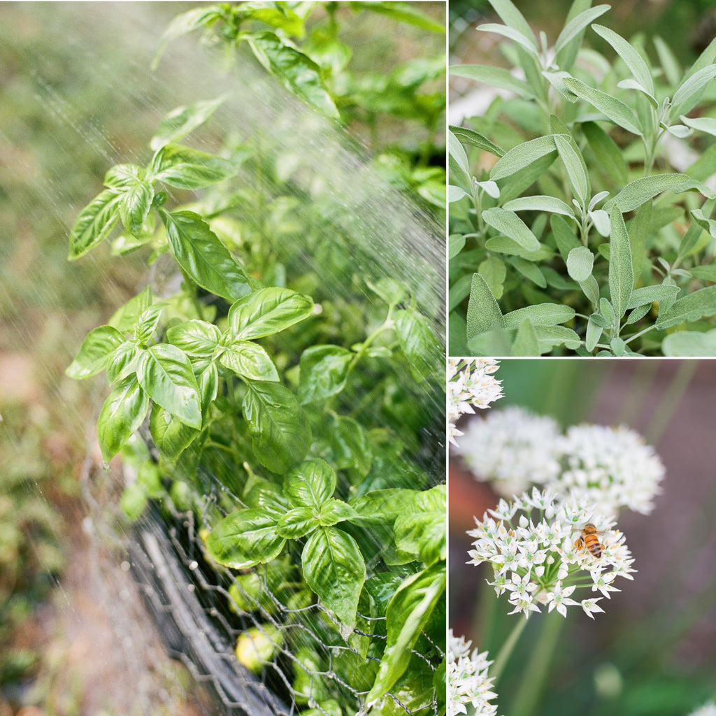 Sereniseed Certified Organic Herb Seeds (10-Pack) – Non GMO, Heirloom – Seed Starting Video - Basil, Cilantro, Oregano, Thyme, Parsley, Lavender, Chives, Sage, Dill Seeds for Indoor & Outdoor Planting