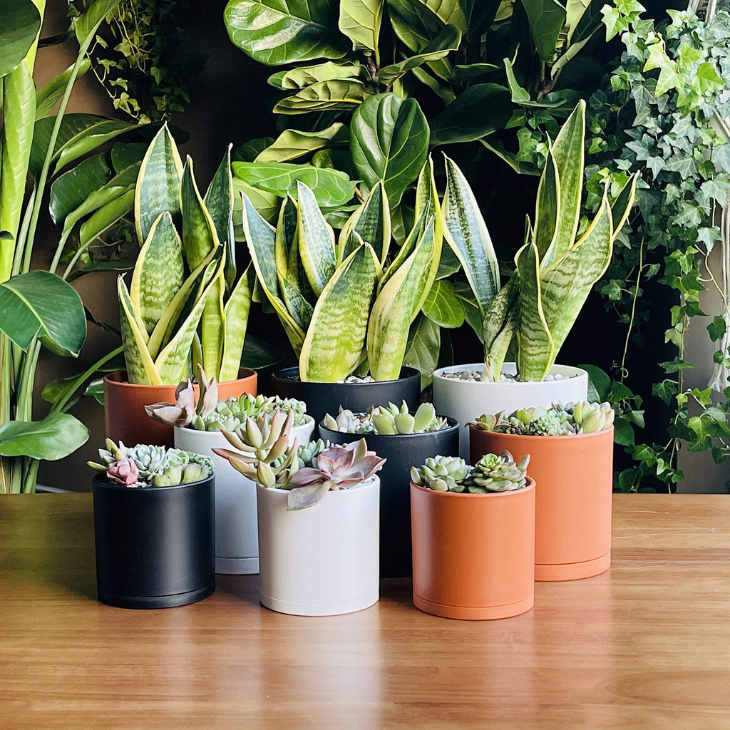 D'vine Dev 6.5 Inch 8 Inch 10 Inch, Set of 3 Plastic Planter Pots for Plants with Drainage Hole and Seamless Saucers, Black Color, Large, 74-V-B-4
