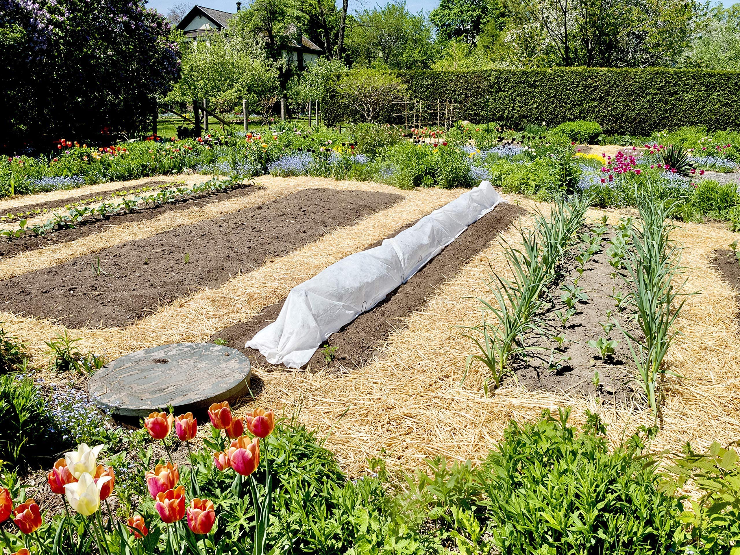 Blue Mountain Hay Organic Garden Straw (5 lb) - Natural Mulch for Gardening, Flower Beds & Landscaping, New Lawn Grass Seeding, Compost, Raised Garden Bed, Cat Grass & Grass Seed